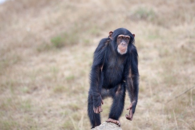 Three Chimpanzees are Abducted and Held at Ransom in the Congo
